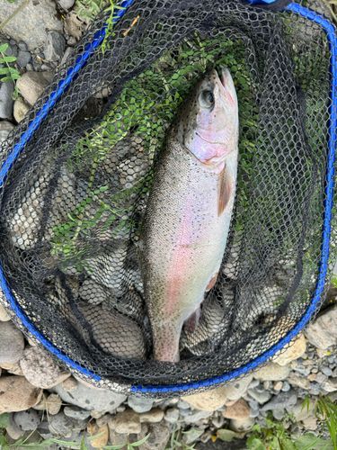 ニジマスの釣果