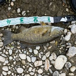 スモールマウスバス