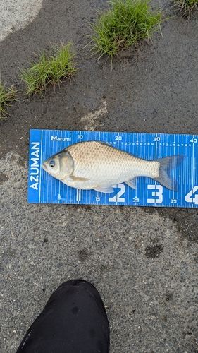 ヘラブナの釣果