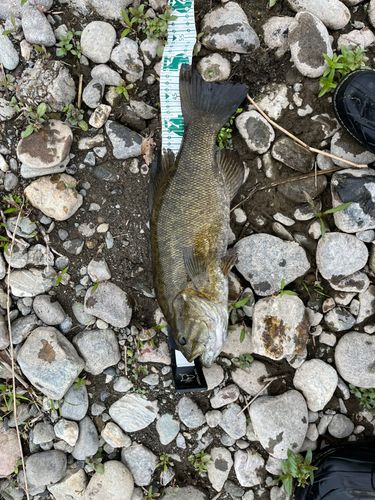 スモールマウスバスの釣果