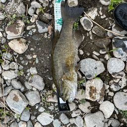 スモールマウスバス