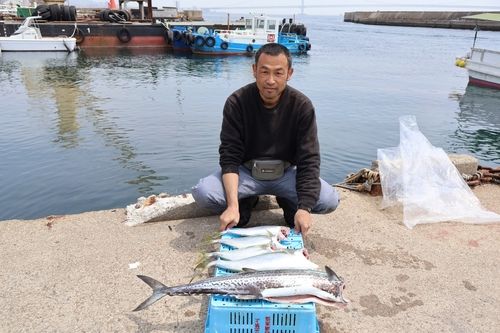 サワラの釣果