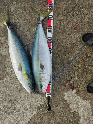 ハマチの釣果