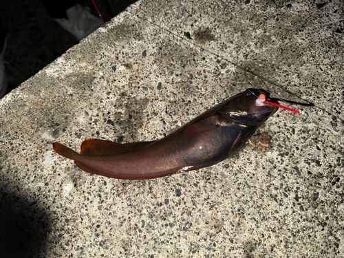 チゴダラの釣果