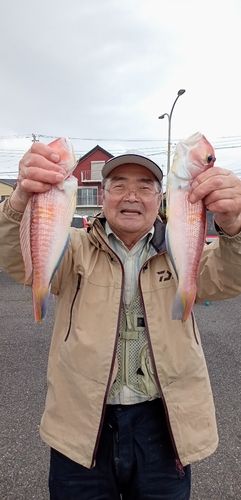 アマダイの釣果