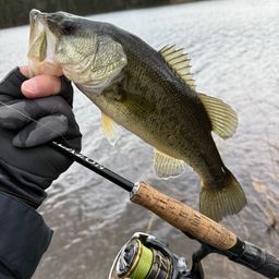 ラージマウスバス