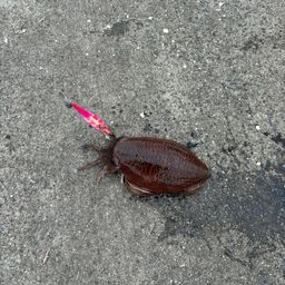 コウイカ