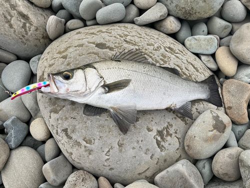 ヒラスズキの釣果
