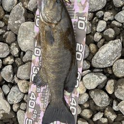 スモールマウスバス