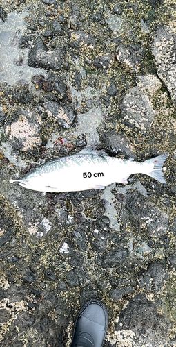 サクラマスの釣果