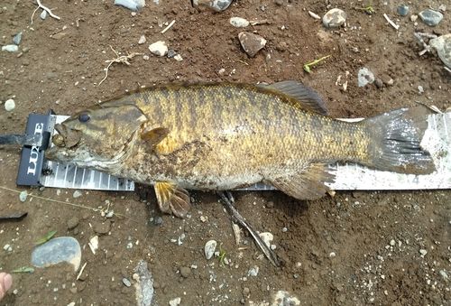 スモールマウスバスの釣果