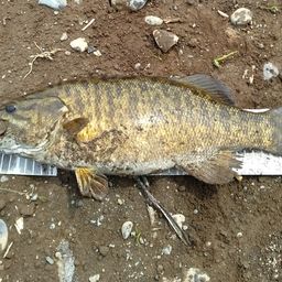 スモールマウスバス