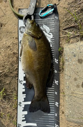スモールマウスバスの釣果