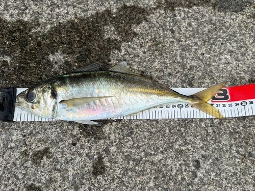 マアジの釣果