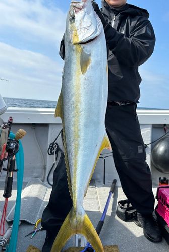 ヒラマサの釣果