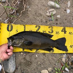 スモールマウスバス