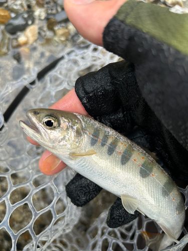 アマゴの釣果