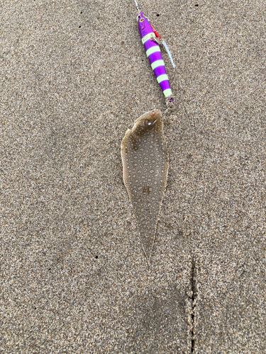 シタビラメの釣果