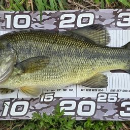 ラージマウスバス