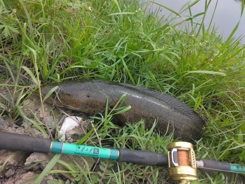 ライギョの釣果