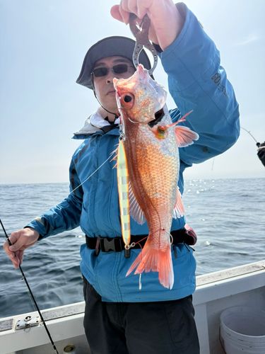 アカムツの釣果