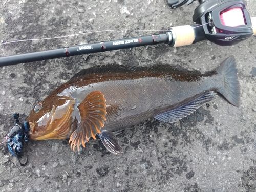 アイナメの釣果