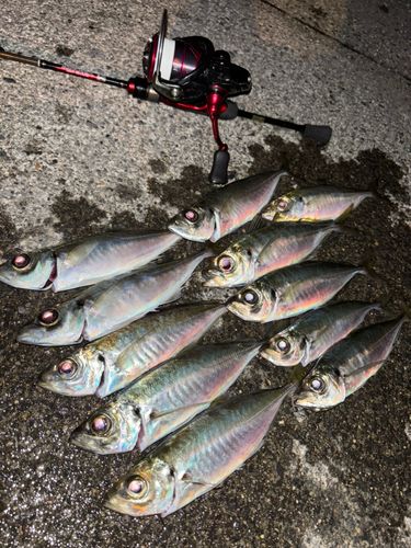 アジの釣果