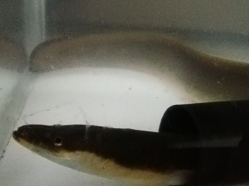 ニホンウナギの釣果