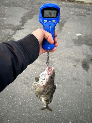 ホッケの釣果