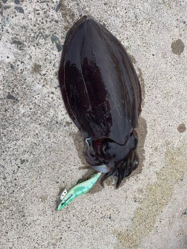 コウイカの釣果