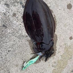 コウイカ