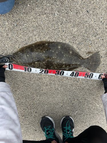 ヒラメの釣果