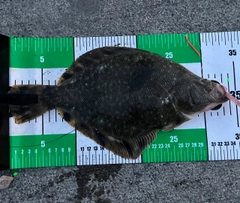 マツカワの釣果