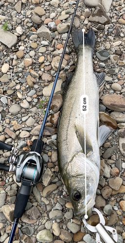 シーバスの釣果