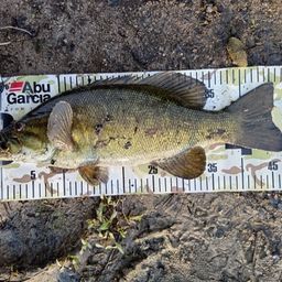 スモールマウスバス