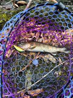 ヤマメの釣果