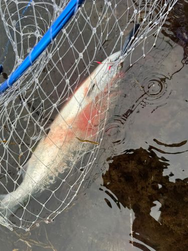 サクラマスの釣果