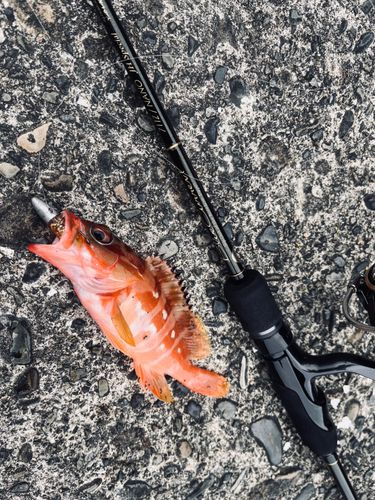 アカハタの釣果