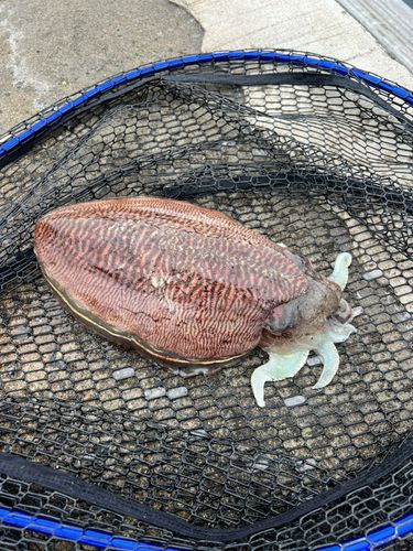 コウイカの釣果