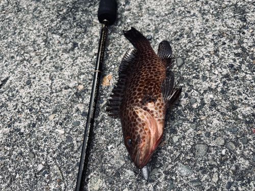 オオモンハタの釣果