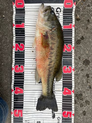 ブラックバスの釣果