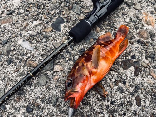 アカハタの釣果