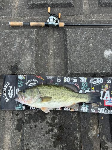 ラージマウスバスの釣果