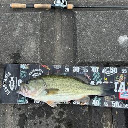 ラージマウスバス