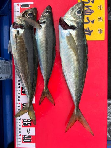 アジの釣果