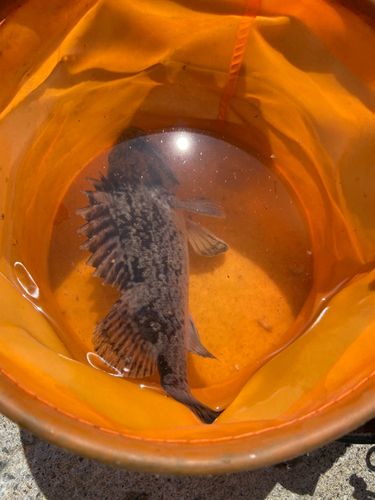 クロソイの釣果