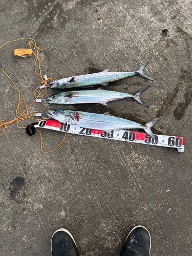 サゴシの釣果