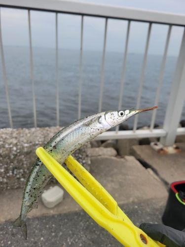 サヨリの釣果
