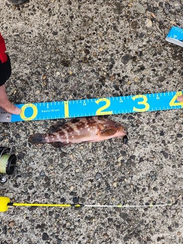 キジハタの釣果