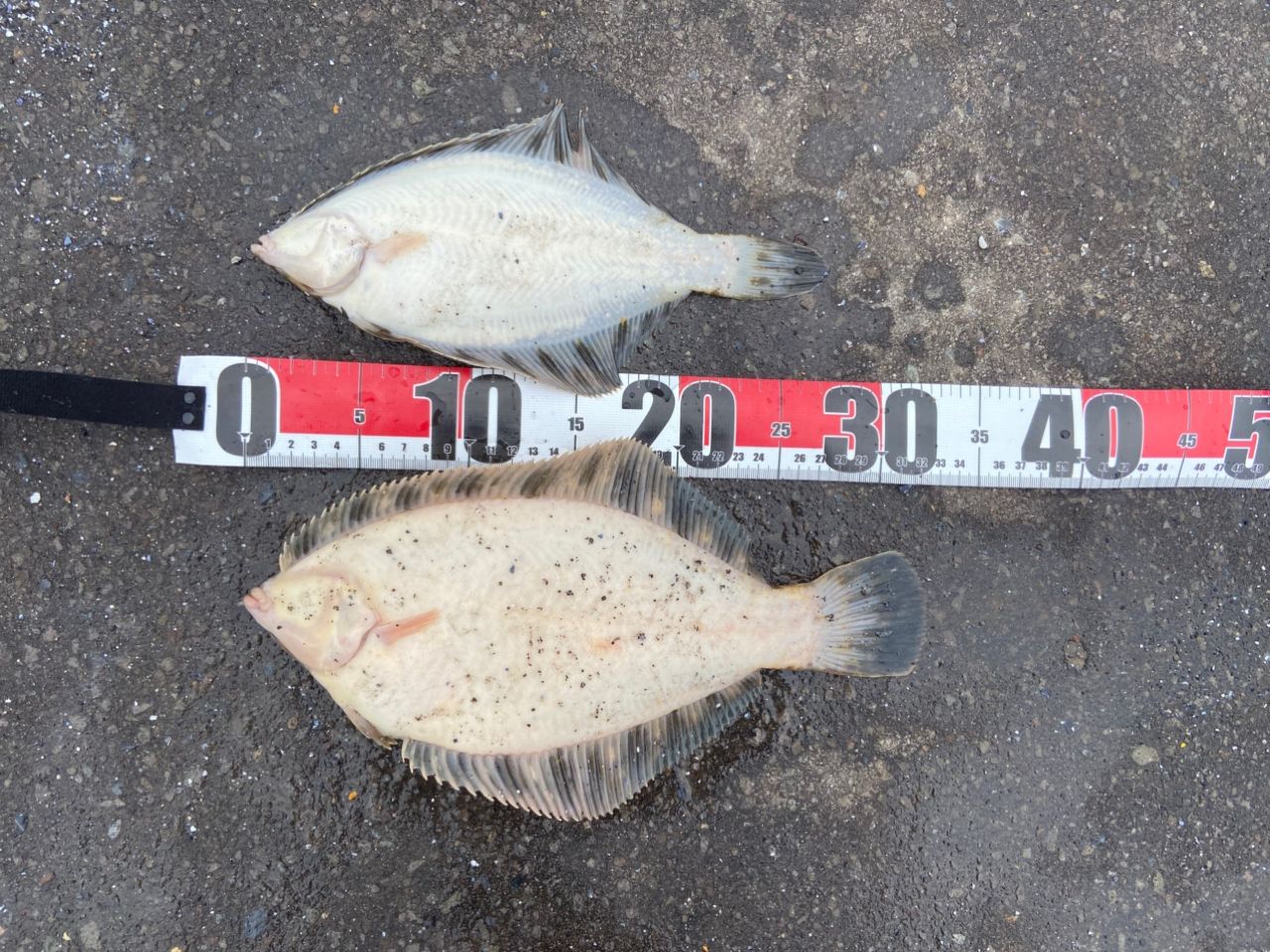 クロガシラガレイ